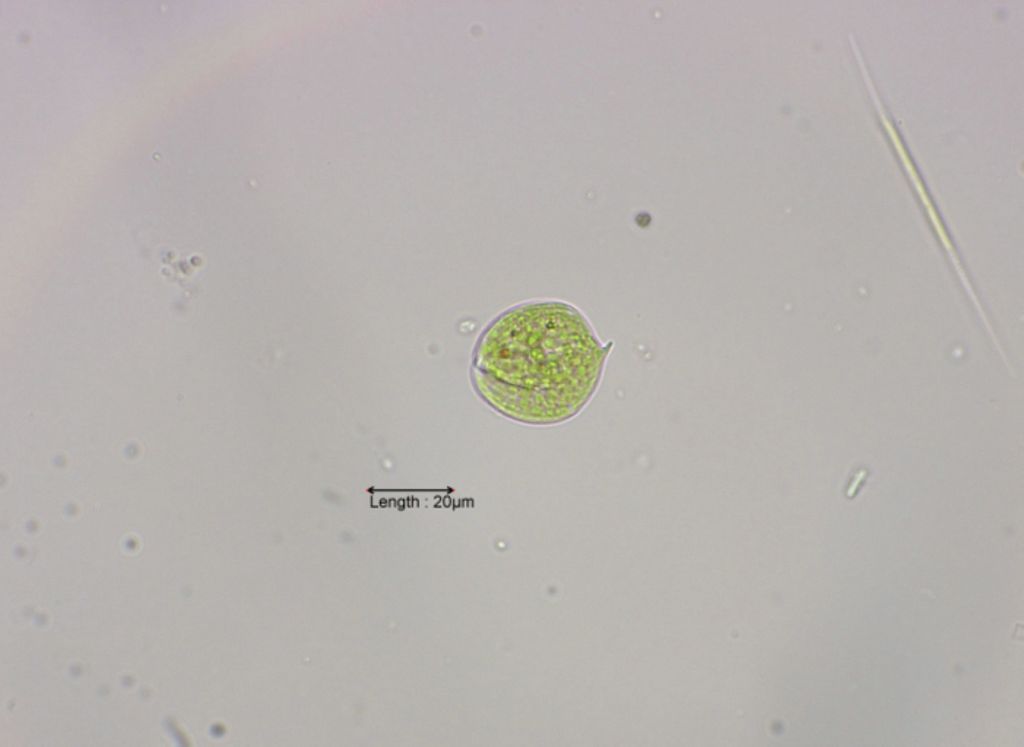 Phacus acuminatus
31-07-2023