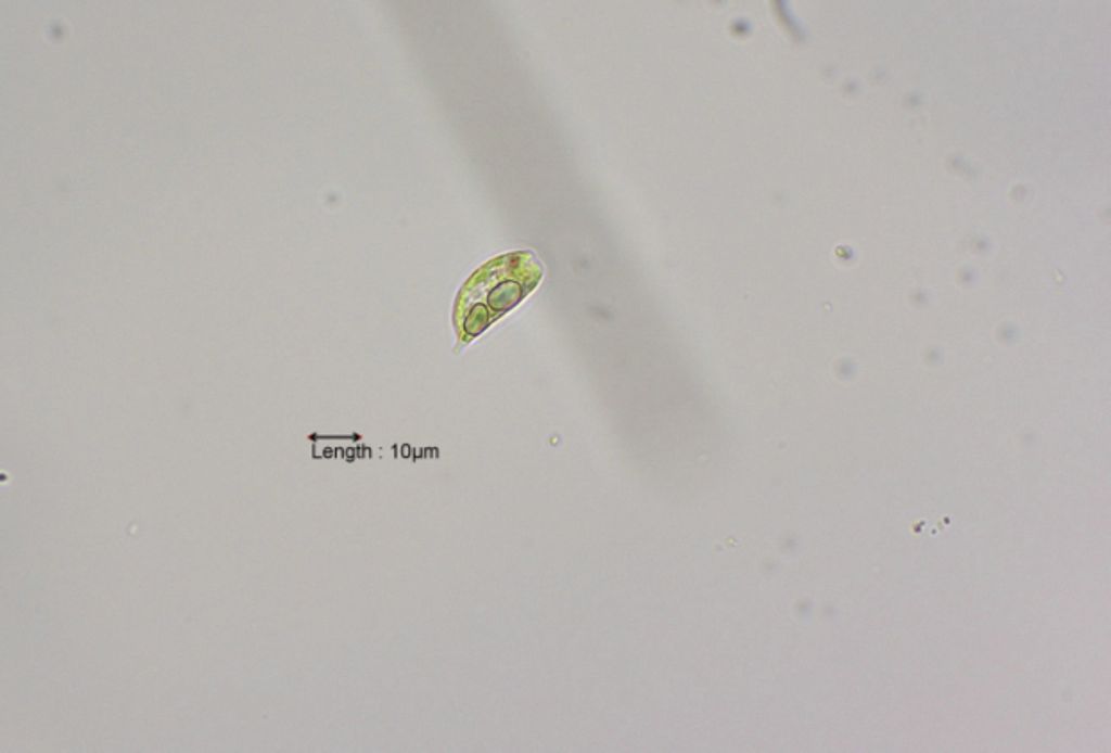 Phacus cf. pusillus
31-07-2023