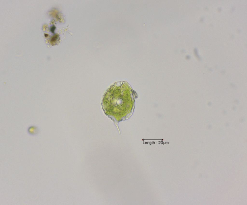 Phacus cf. undulatus