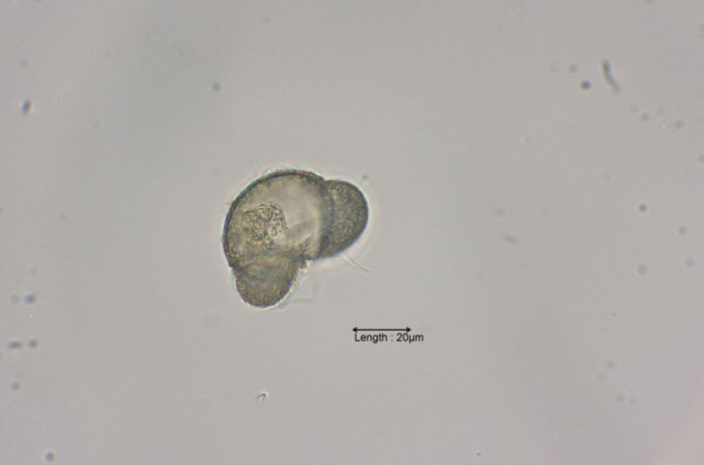 Pine pollen
31-07-2023