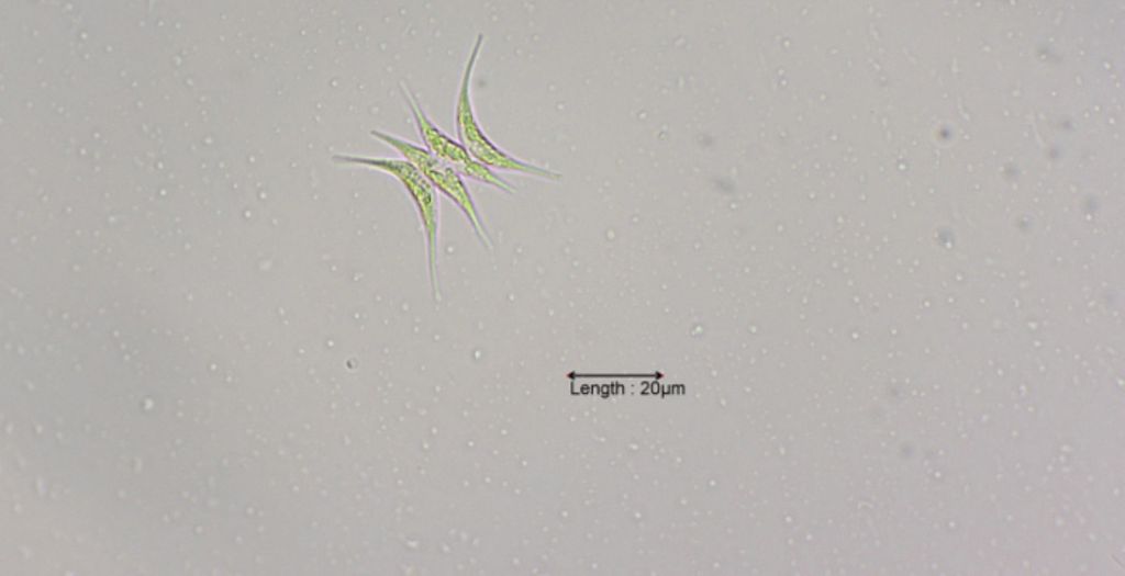 Scenedesmus acuminatus
31-07-2023