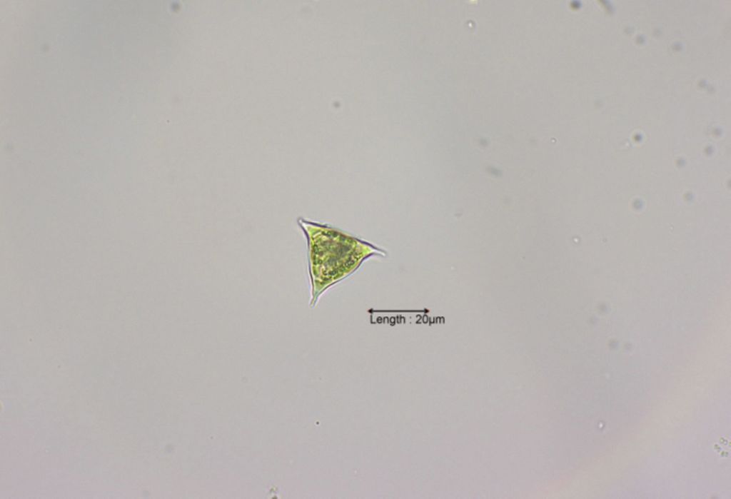 Tetraedron trigonum
31-07-2023