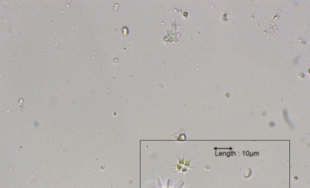 Tetrasmus staurogeniaeform14-08-2023