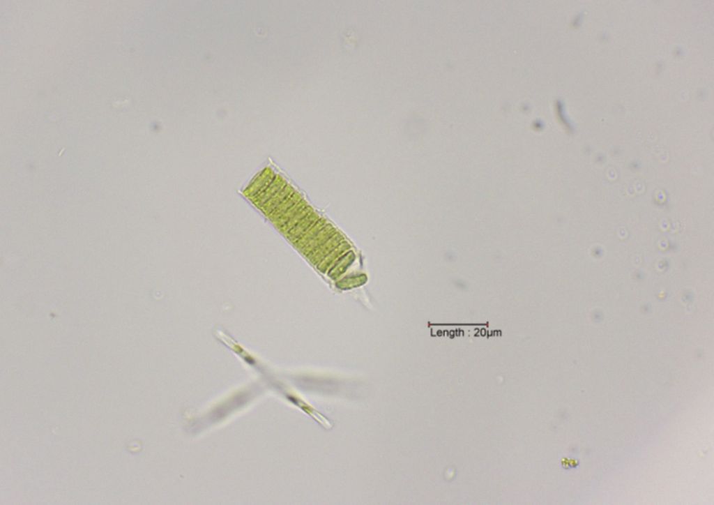 Ulothrix cf. tenuissima
31-07-2023