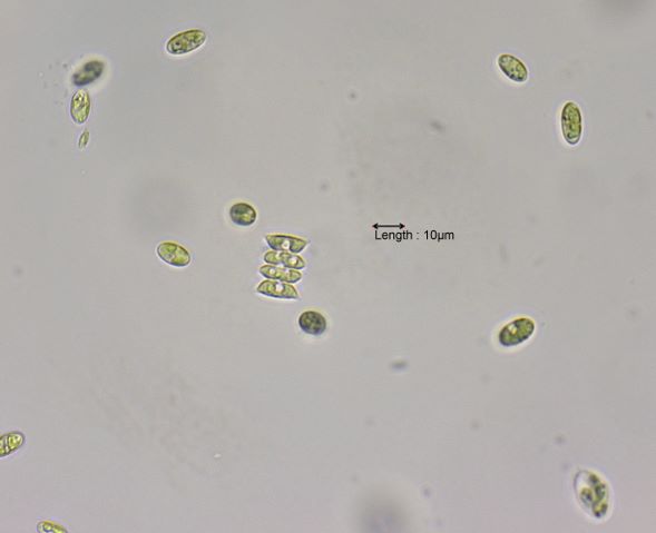 Scenedesmus acutiformis
31-10-2023
Micro-algen