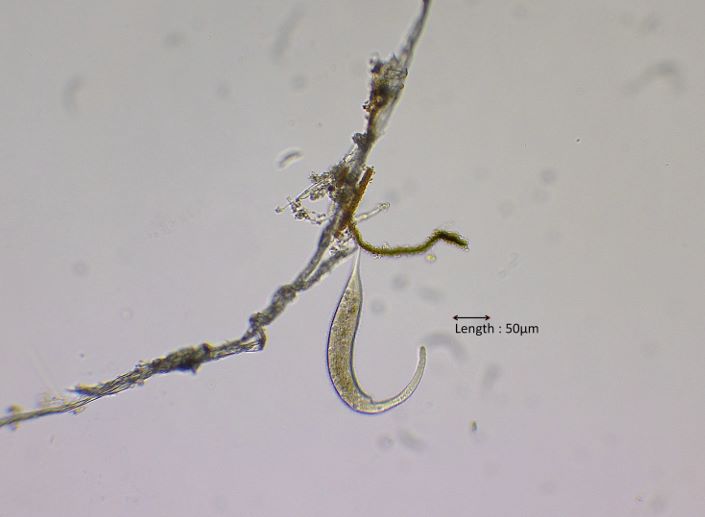 Dileptus margaritifer