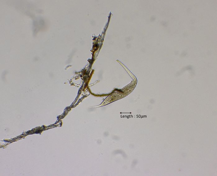 Dileptus margaritifer