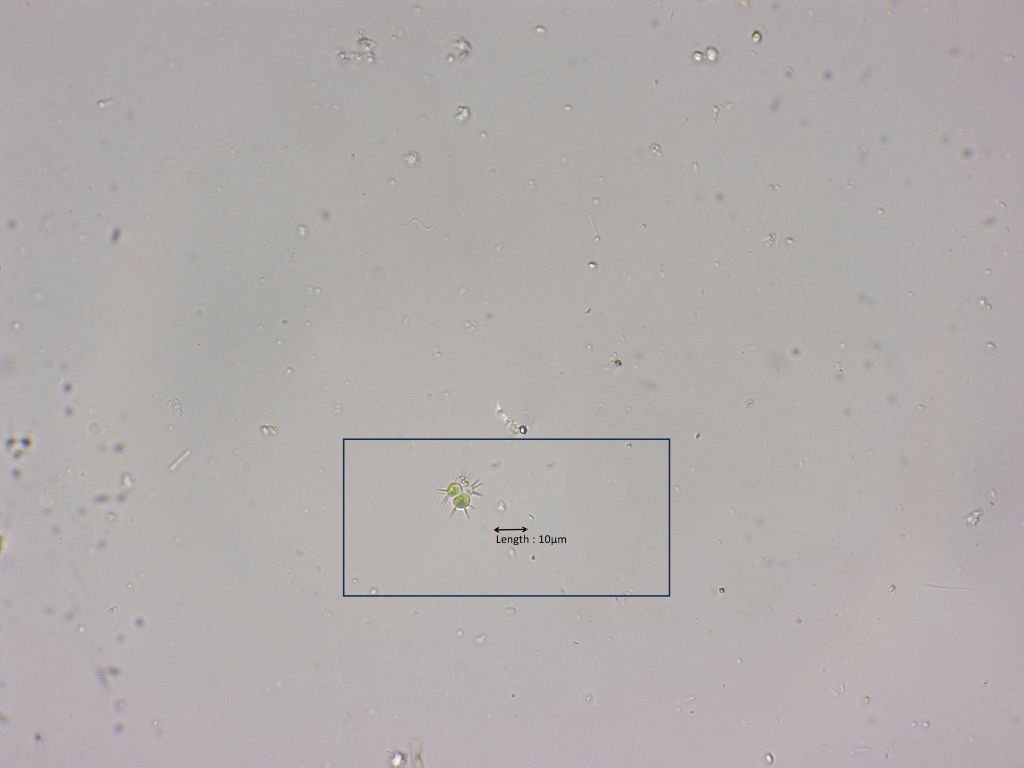 Tetrastrum cf. staurogeniaeforme
14-08-2023