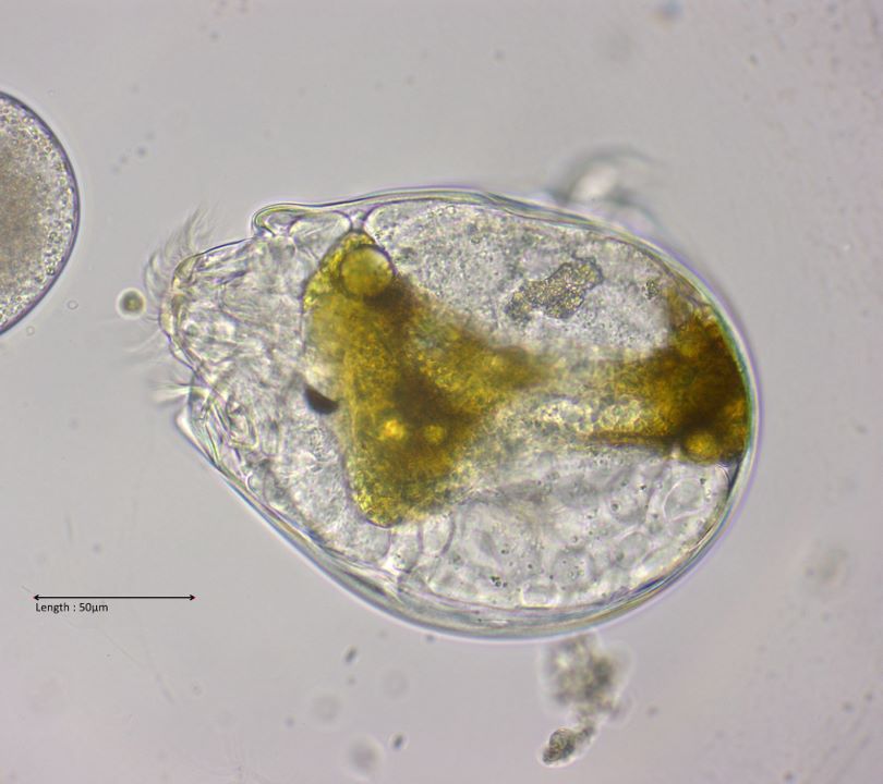 Ascomorpha cf. ecaudis
2024-03-23