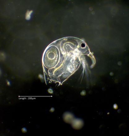 Bosmina longirostris 10x darkfield
2024-07-30