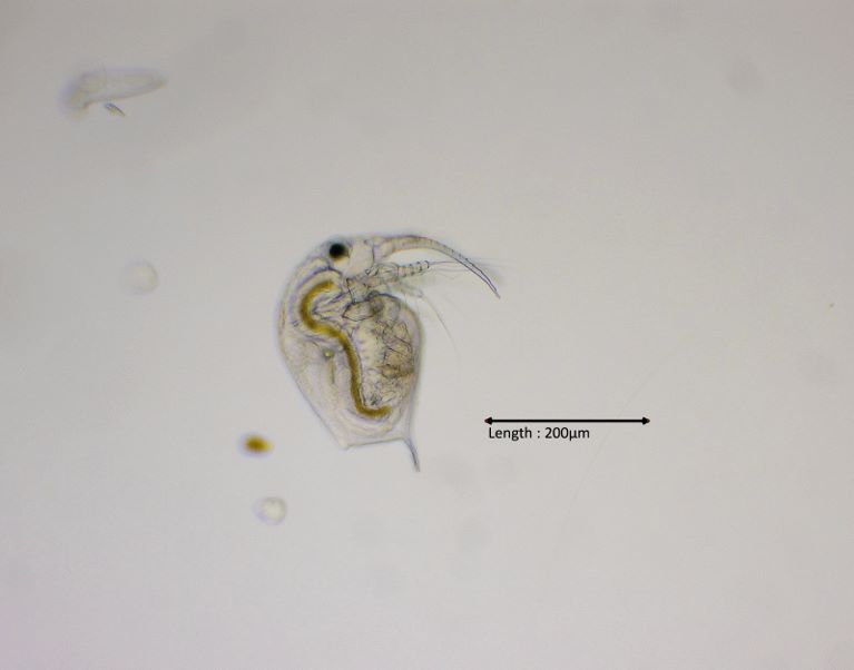 Bosmina longirostris male 10x
2024-08-06
