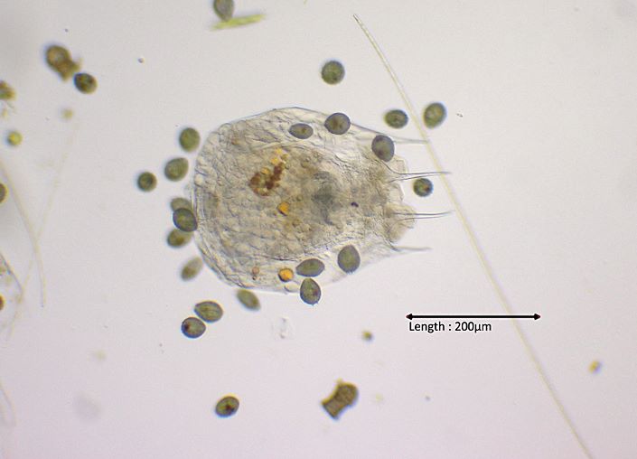 Brachionus cf. calyciflorus
2024-07-30