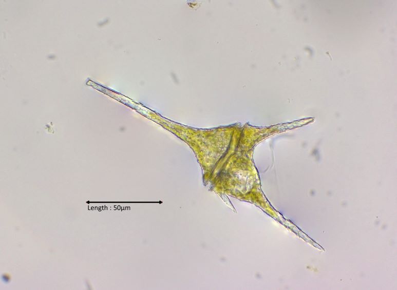 Ceratium hirundella photostack
2024-08-11