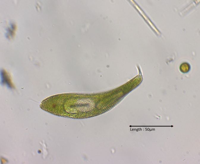 Lepocinclis fusca
2024-07-30