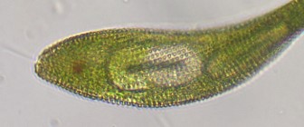 Lepocinclis fusca with pyramid-like ornamentations
2024-07-30