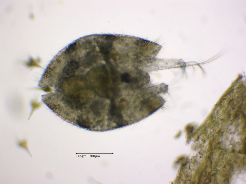 Mussel crab
2024-08-11