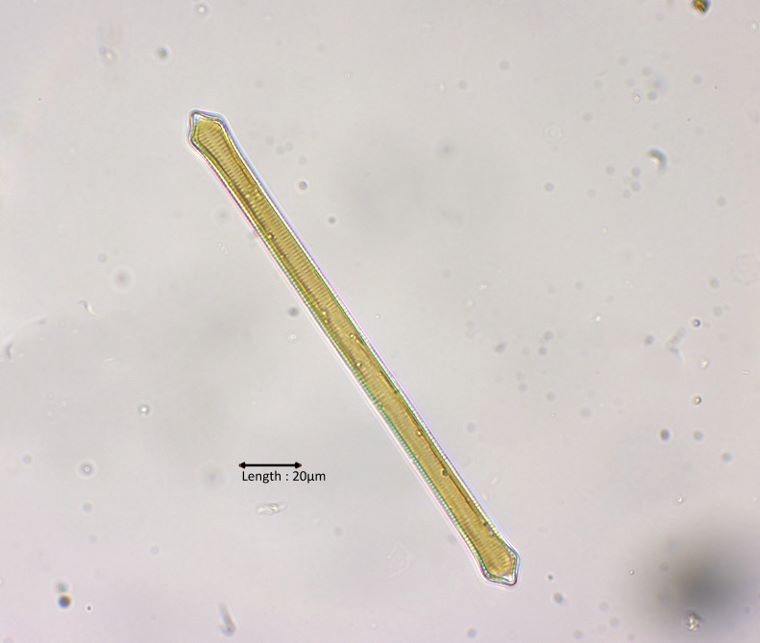 Synedra capitata = Fragilaria dilatata
2024-08-11