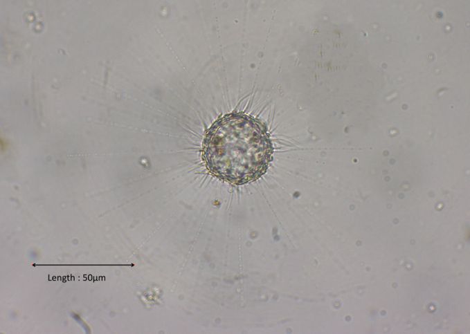 Acanthocystis aculeata
15-11-2024