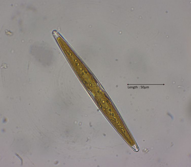 Amphipleura pellucida

