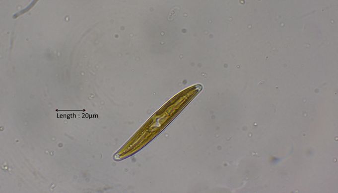 Gyrosigma cf. obtusatum