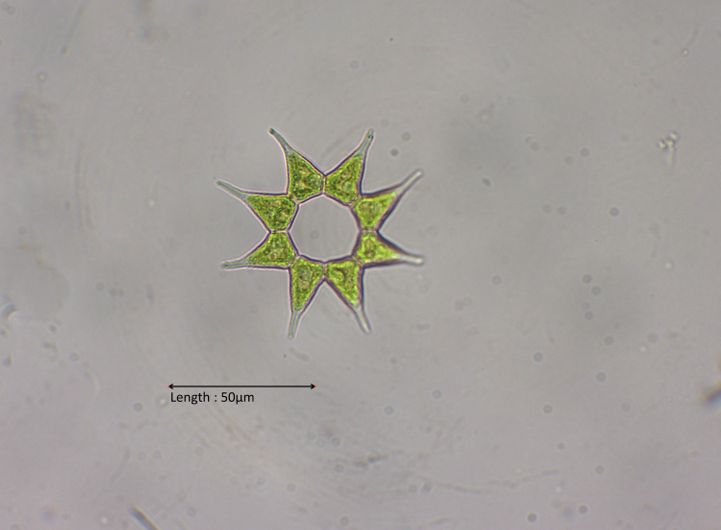 Pediastrium simplex
2024-11-02