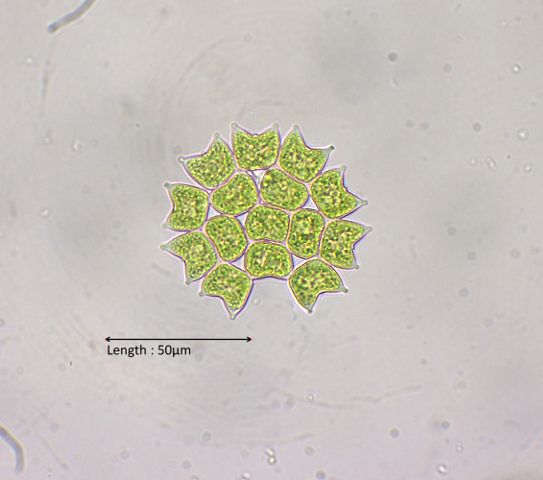 Pediastrum cf. duplex reticulum 
2024-11-03