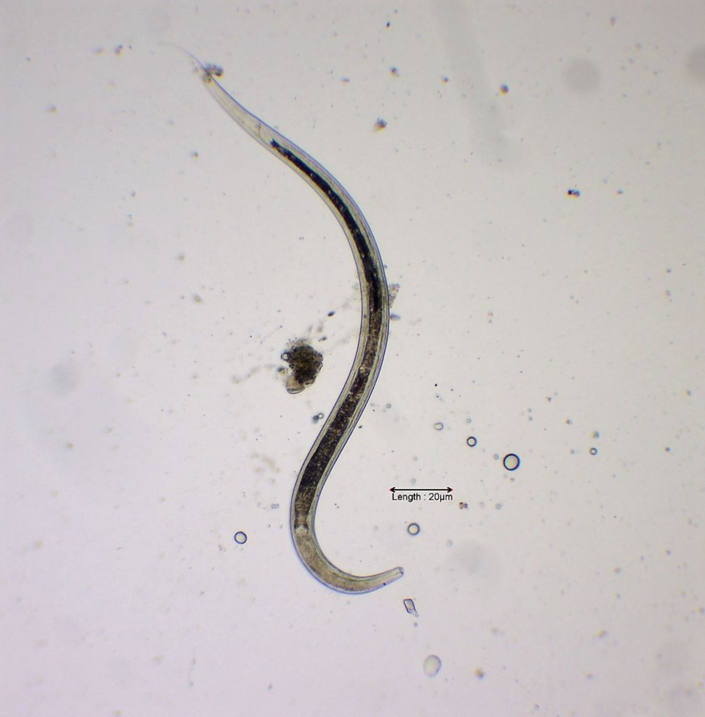 cf. Monhystera similis