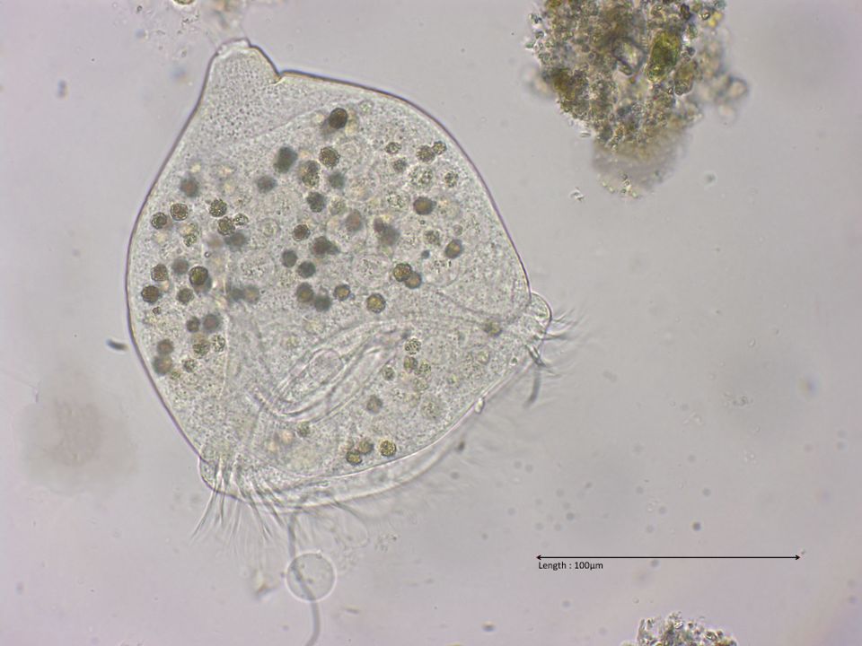 Campanella umbellaria