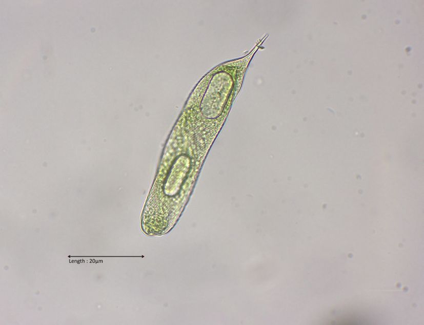 Euglena cf. limnophila var. minor
