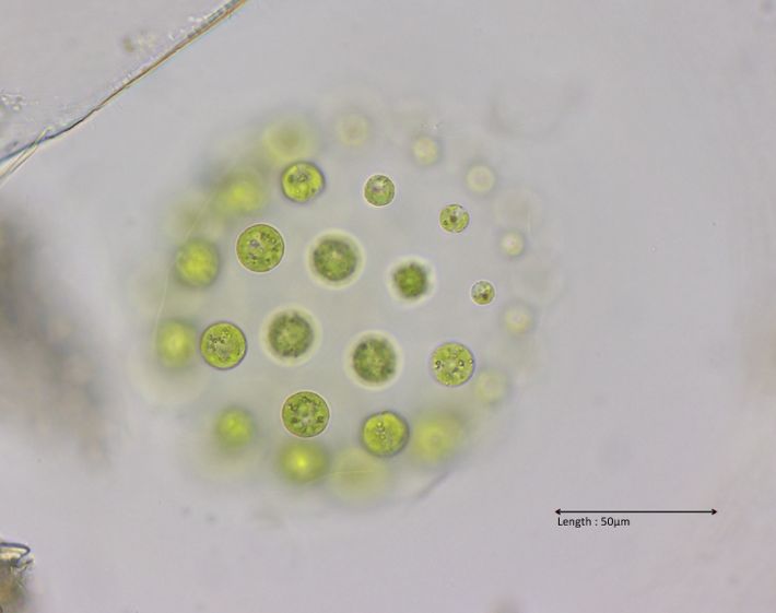 Eudorina illinoisensis