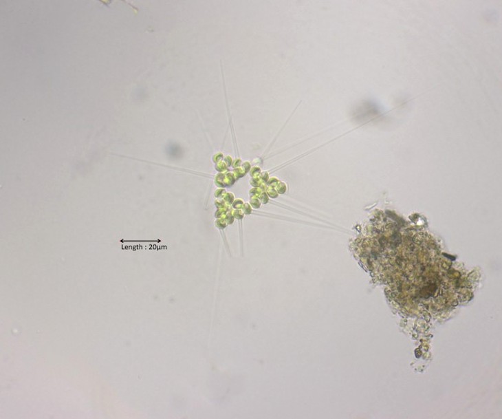 Micractinium bornhemiense