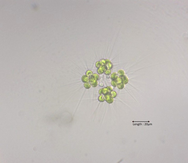 Micractinium pusillum