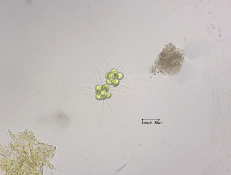 Micractinium pusillum