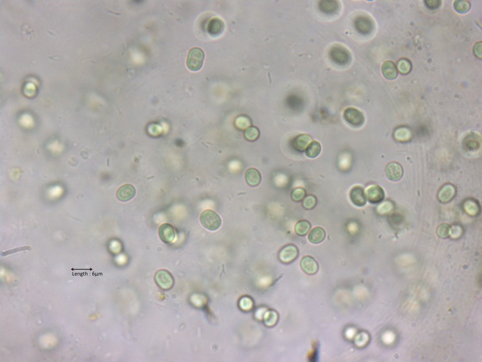 Aphanothece stagnina
2025-07-20