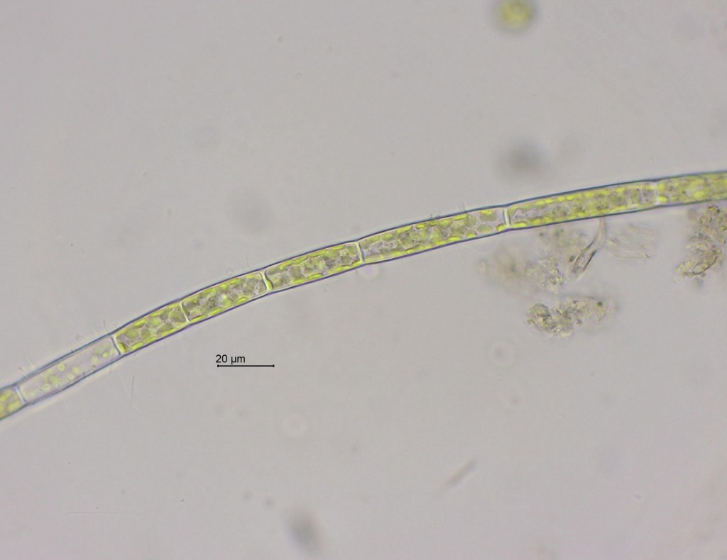 Tribonema viride
2022-07-20
