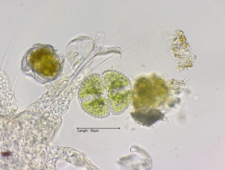 Cosmarium pseudoformulosum