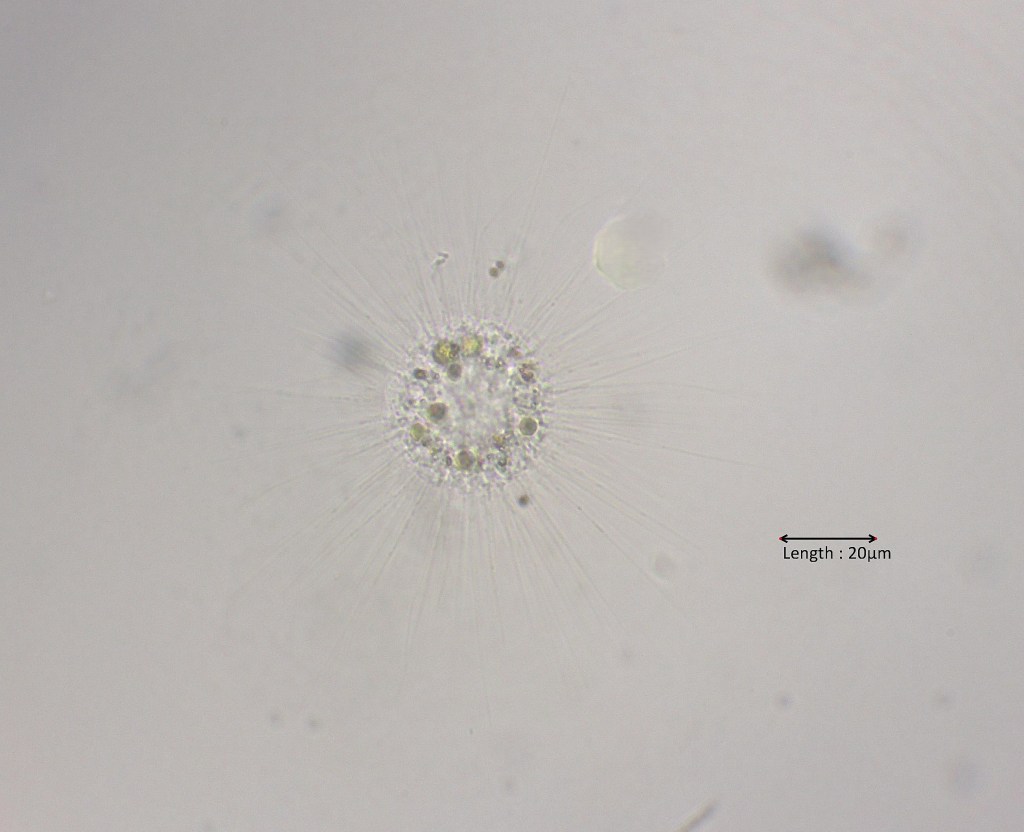 Actinophrys vesiculata 
20-07-2025